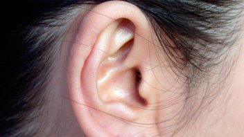 Descubrieron cuáles son los genes que dan forma a la oreja