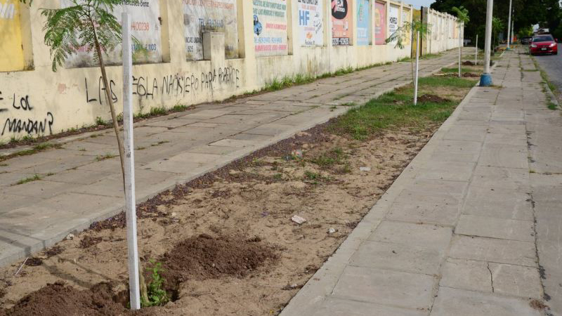 &Aacute;rboles plantados y provistos por el Vivero Municipal.
