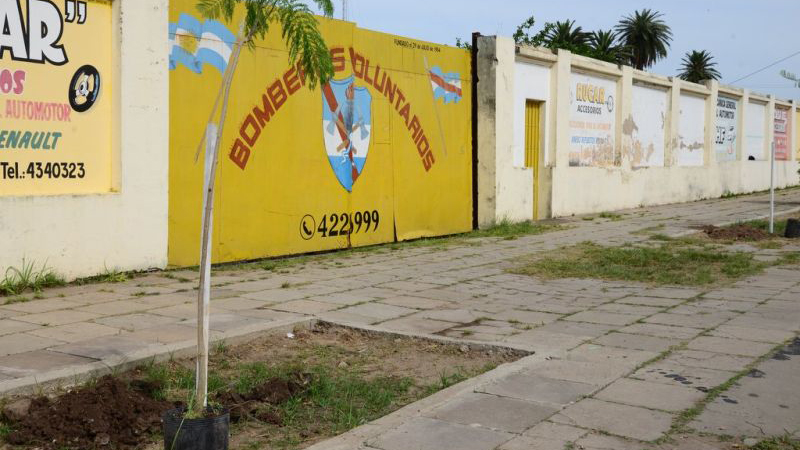 &Aacute;rboles plantados y provistos por el Vivero Municipal.