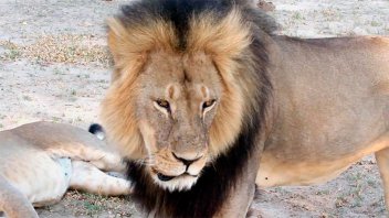 Estadounidense mató al león más famoso de Zimbabwe: 
