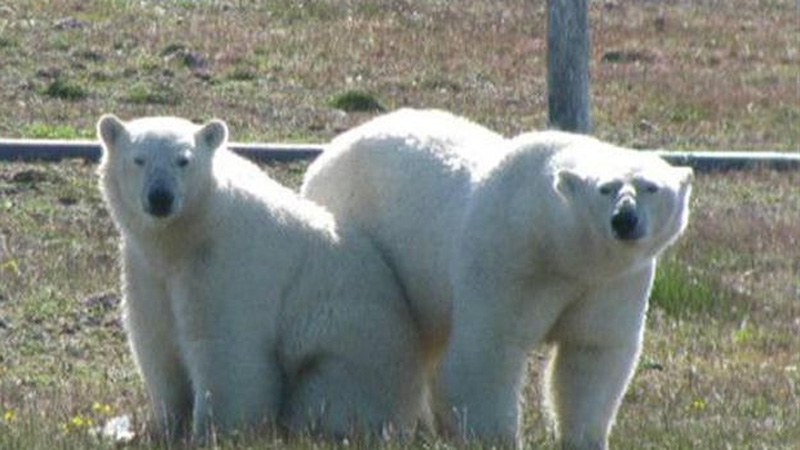 Dos de los osos que "cercaron" a los científicos