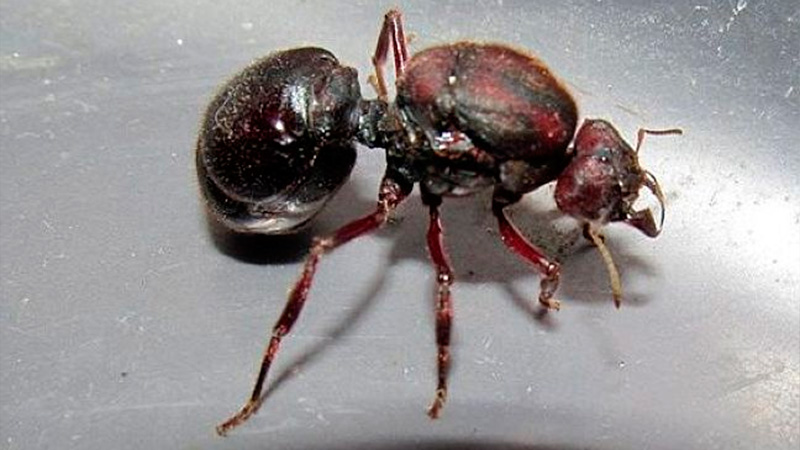 Hormigas gigantes