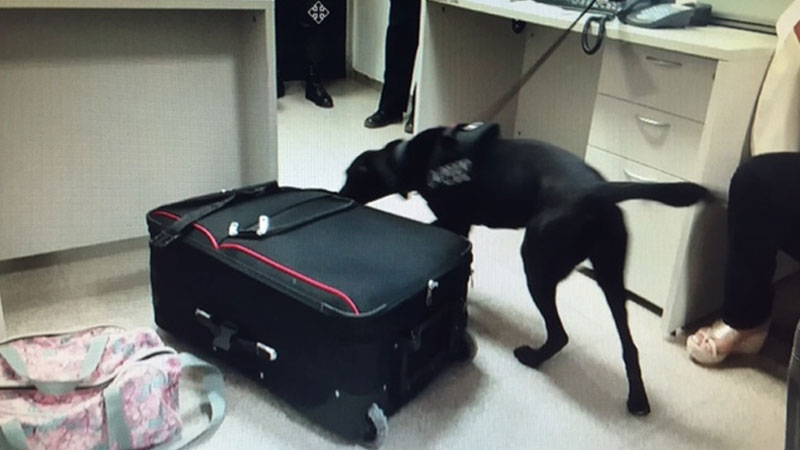 Aika, la perra que ayud&oacute; a detectar la droga