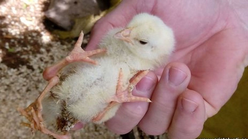 Pollito beb&eacute; nacido con cuatro patitas