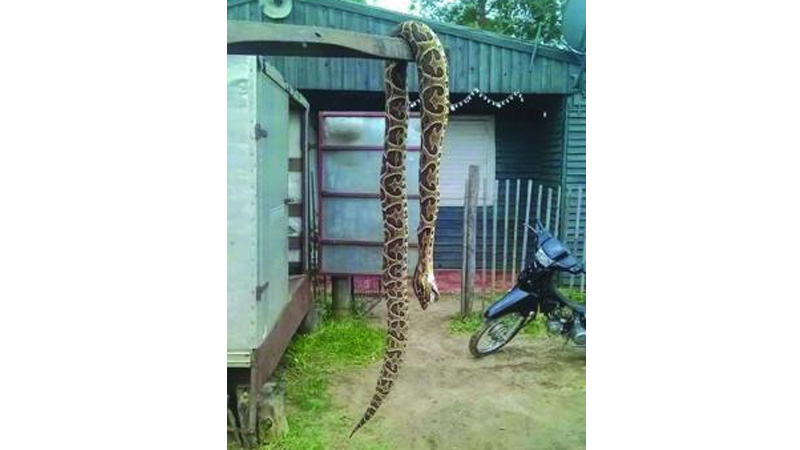 Yarar&aacute; hallada en un barrio de Concordia