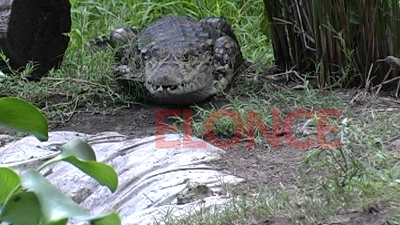 Proyecto Yacar&eacute;