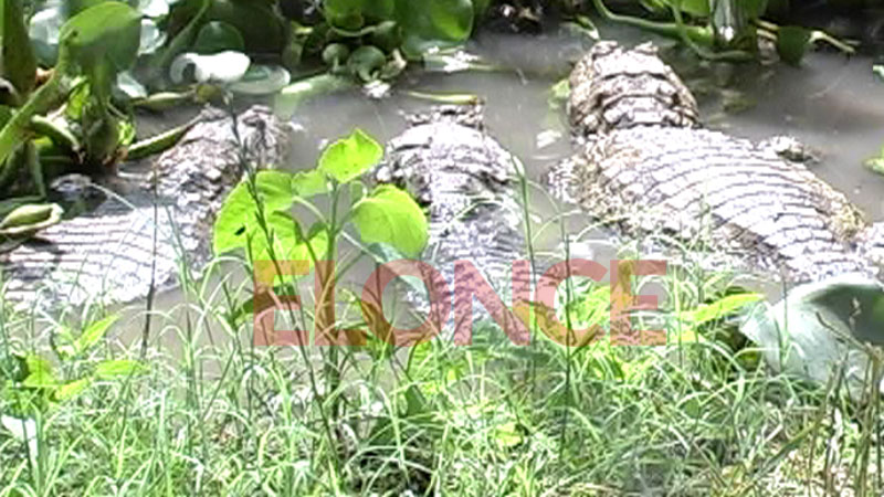 Proyecto Yacar&eacute;