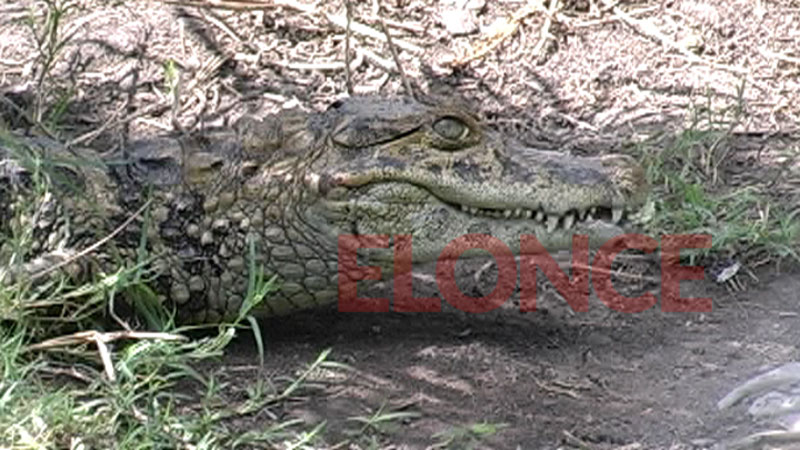 Proyecto Yacar&eacute;