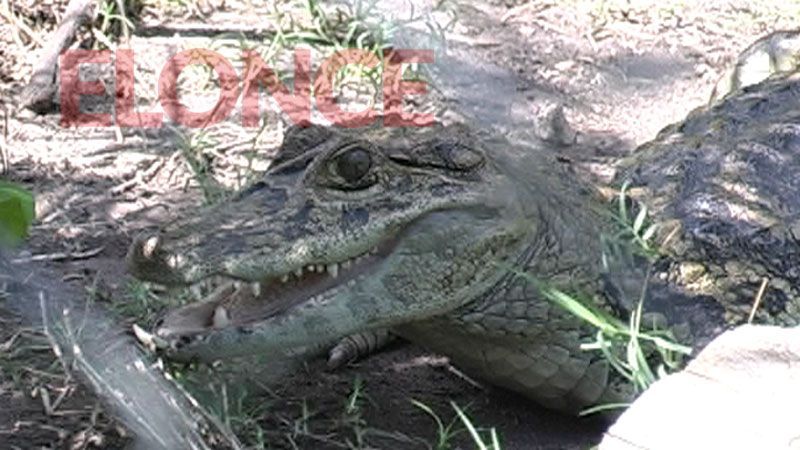 Proyecto Yacar&eacute;