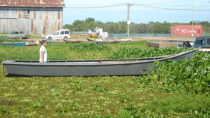 Avance de los camalotes frente al balneario municipal