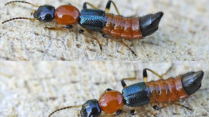 Caracter&iacute;sticas. Es similar a una hormiga y de color negro y rojo.