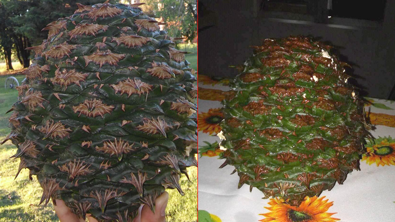 Micr&oacute;fono Digital