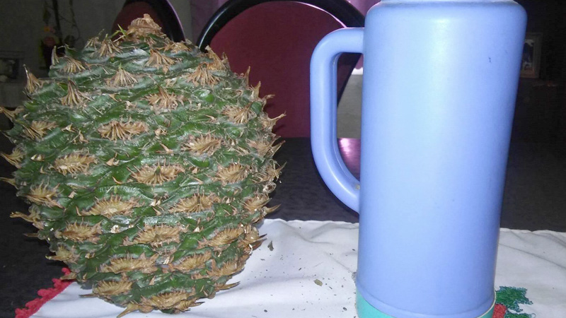 Micr&oacute;fono Digital