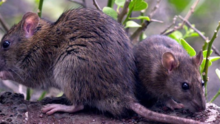 Hantavirus en Entre Ríos: Reiteran recomendaciones y medidas de prevención