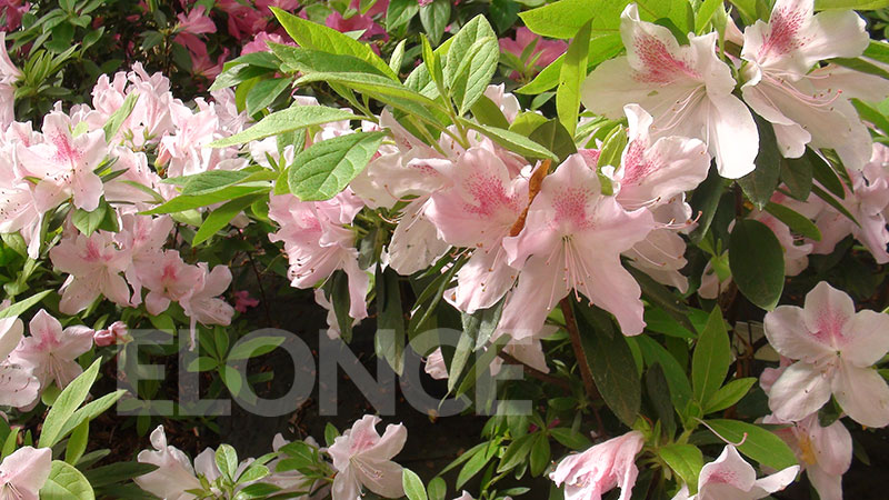 Flores de estación: preparando el hogar para la primavera - Sociedad -  Elonce.com