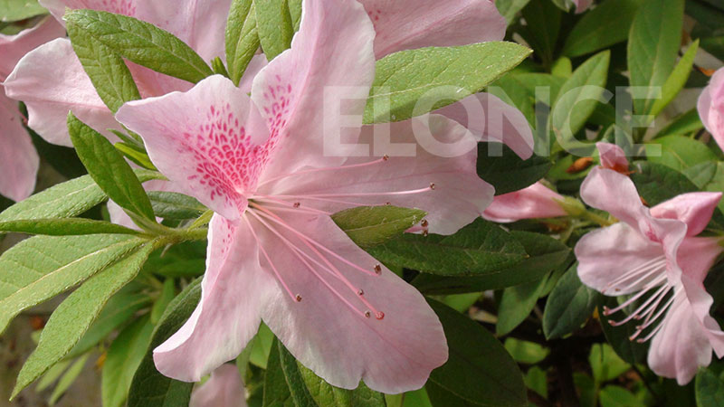 Flores de estación: preparando el hogar para la primavera - Sociedad -  Elonce.com