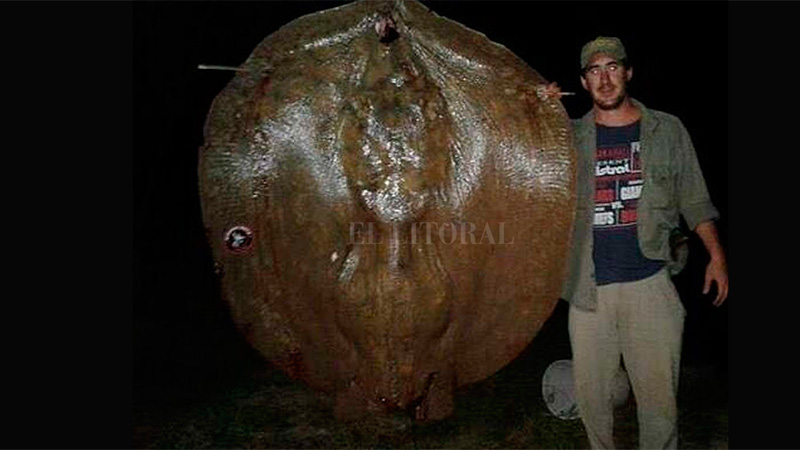 Tres pescadores capturaron una raya de 150 kilos