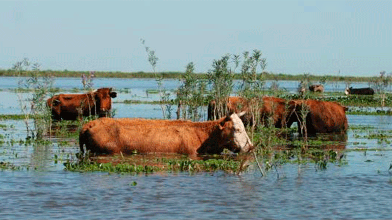 Podrían morir hasta 120 mil animales por inundaciones en ...