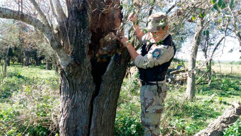 Escondían en árboles huecos restos de animales robados y faenados -  Policiales - Elonce.com