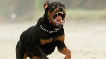 Por orden de un juez, sacrificaron a perro que mordió a dos menores y una mujer
