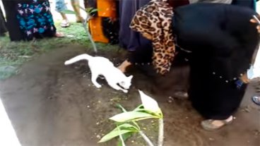 Gato se resiste a la muerte de su dueño e intenta desenterrarlo