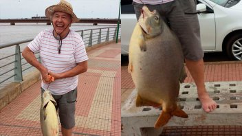 Encarnó con cuero de pollo y pescó un pacú de 29 kilos en el río Paraná