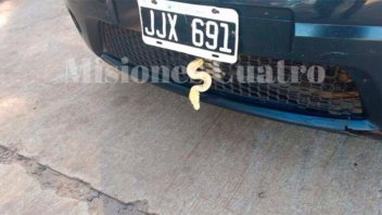 Fue a votar y encontró una serpiente en el auto