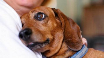 Fallo judicial inédito en Entre Ríos declaró a los animales
