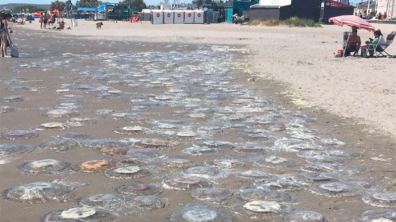 La costa de Puerto Madryn estuvo plagada de medusas en algunos veranos anteriores. Foto: archivo