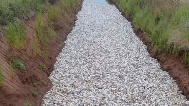 Miles de peces fueron encontrados muertos