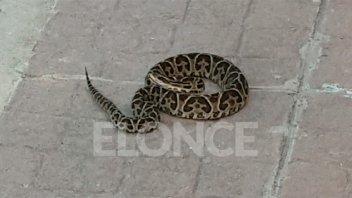 Un niño fue mordido en el brazo por una yarará