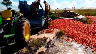 Productores tiraron gran cantidad de tomates: Les ofrecen $ 1,50 por kilo