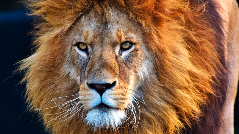 Top 85+ imagen imagenes impactantes de leones