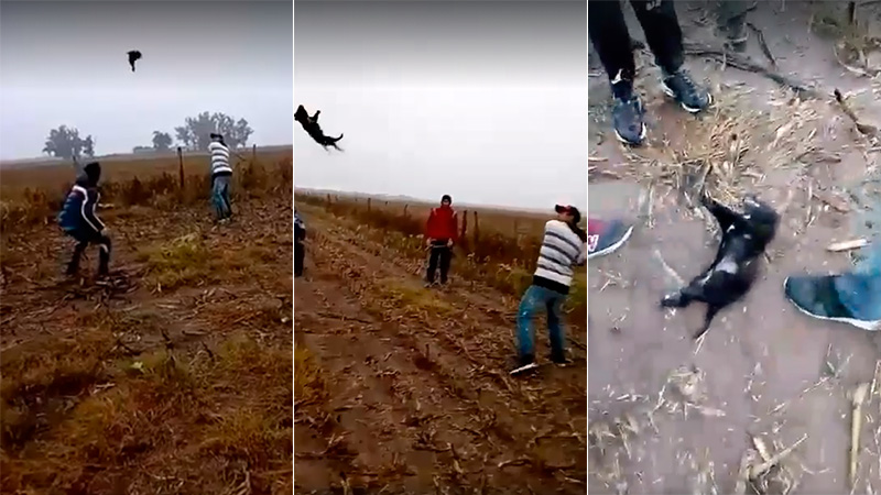 Indignante: se grabaron mientras mataban a un perro