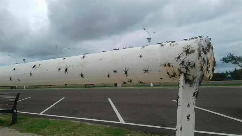 Arañas en Concepción del Uruguay