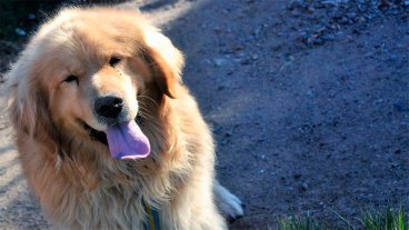 Le robaron la mascota de su hijo y ofrece el auto para recuperarla