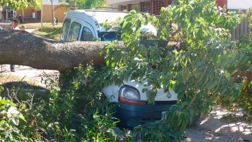 Un ombú cayó sobre un utilitario que estaba estacionado en la calle