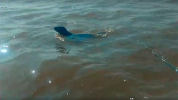 Video: Registraron el paso de un lobo marino por las aguas del río Uruguay