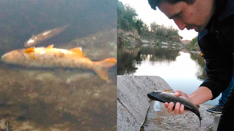 La mortandad de peces en Las Cuevas.