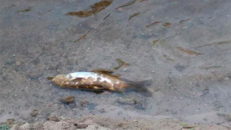 La mortandad de peces en Las Cuevas.