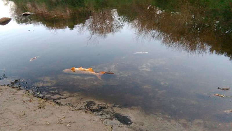 La mortandad de peces en Las Cuevas.