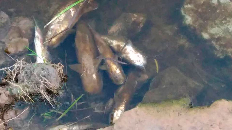 La mortandad de peces en Las Cuevas.