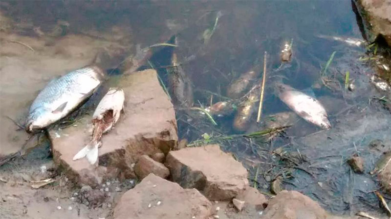 La mortandad de peces en Las Cuevas.