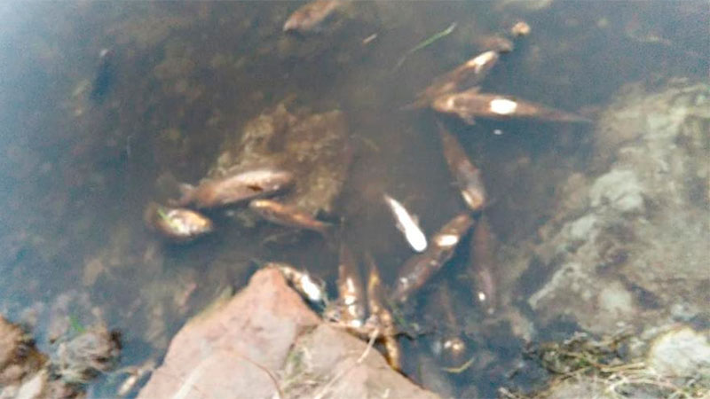 La mortandad de peces en Las Cuevas.