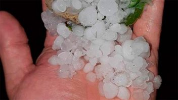 Temporal en Paraná: las fuertes ráfagas provocaron caída de árboles