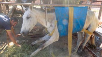 Colgada en un arnés, se recupera una yegua que sufrió brutal maltrato
