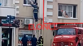 Video: Rescataron a perro que quedó en la ventana de un departamento