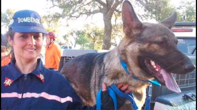 Se extravió Maní, un perro de Bomberos Voluntarios entrenado para rescates