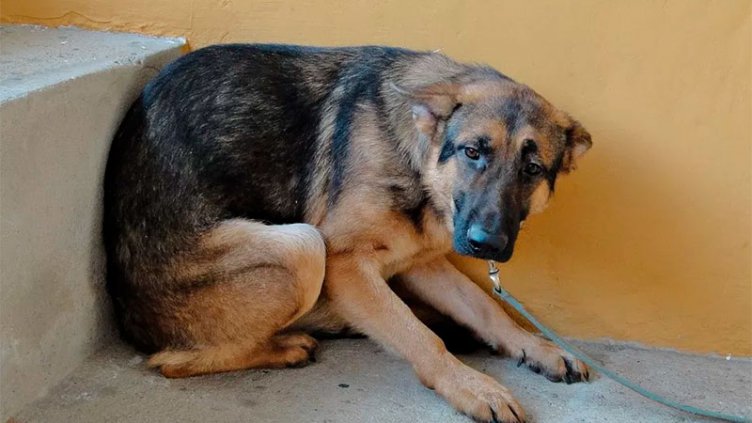 ¿Cómo afecta la pirotecnia a las mascotas?: qué hacer