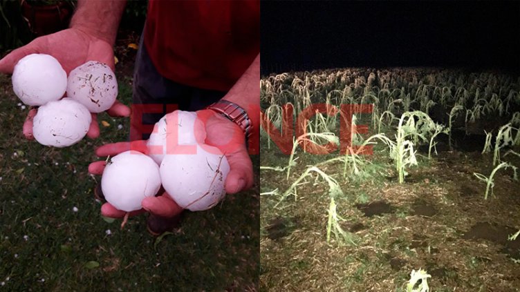 El granizo arrasó con los cultivos en campos entrerrianos: Impactantes fotos